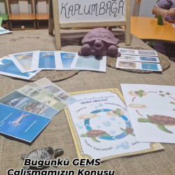 Kaplumbağaları İnceliyoruz 🐢