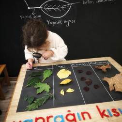 MONTESSORİ DERSİ BOTANİK ALANINDA KONUMUZ YAPRAĞIN KISIMLARI