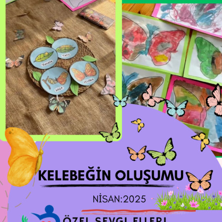 Kelebeğin oluşumu