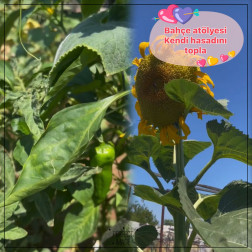 🌿 Bahçe Atölyemizde Minik Ellerle Büyük Hasat!