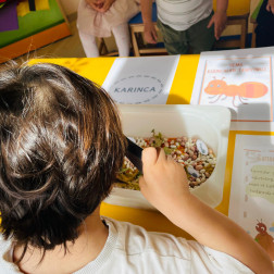 Gems çalışması - Karıncaların yaşamı