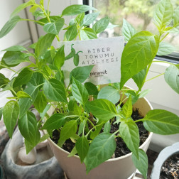 Ektiğimiz Biberler Büyümeye Başladı