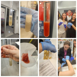 DNA İzolasyonu Çalışması