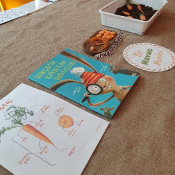 HAVUCUN BÖLÜMLERİ