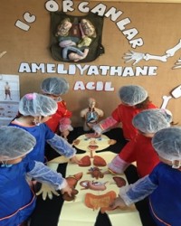 İç Organlarımızı Tanıyoruz
