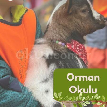 Orman Okulu Kaplan Yuvası Anaokulu'nda!