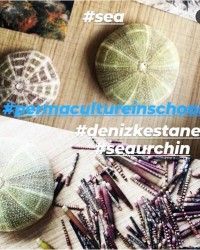 Biyoloji Atölyesi Dikenli Deniz Canlıları