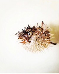 Biyoloji Atölyesi Balon Balığı