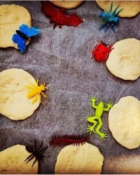 Permakültür Atölyesi Böceklerin Yaşamı