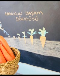 Permakültür Atölyesi Havucun Yaşam Döngüsü