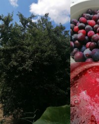 ORGANİK VE GELENEKSEL BESLENME
