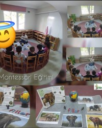 Montessori Zooloji Eğitimi