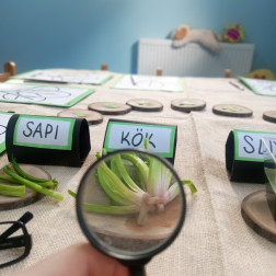 SEBZELERİ ÖĞRENİYOR VE İNCELİYORUZ