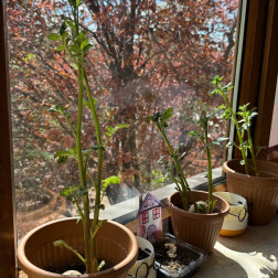 🥔 Minik Eller, Büyük Hasatlar! 🌱