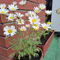 🌼 Küçük Ellerden Büyük Sevgi: Papatya Dikimi 🌱