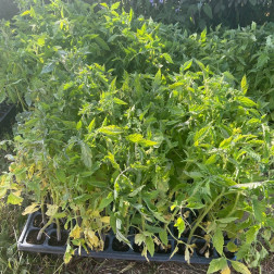 🍀 Sebzelerimiz Büyüyor – Emeklerimizin Meyvesi