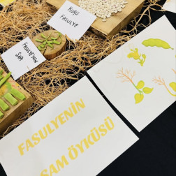 🌱 Fasulyenin Yaşam Döngüsü 🍃