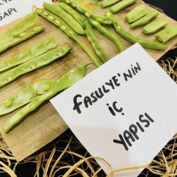 🌱 Fasulyenin Yaşam Döngüsü 🍃