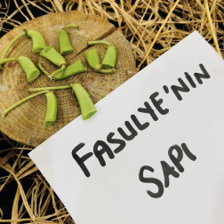 🌱 Fasulyenin Yaşam Döngüsü 🍃