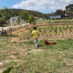 Miniklerimiz İçin Hormonsuz ve Doğal Sebzelerimiz!