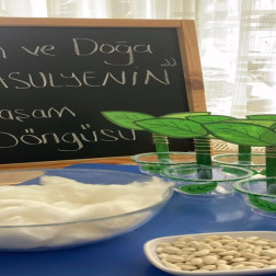 🌱 Fasulyenin Yaşam Döngüsü: Fen ve Doğa Dersi