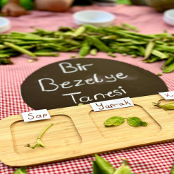 !  🌱 Bezelye Ayıklama Atölyesi – Minik Ellerle Doğaya Dokunuyoruz!