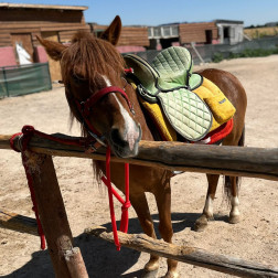 Miniklerimiz Atlarla Tanıştı!