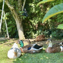 Doğa ile iç içe olmak çocukların bedensel, zihinsel ve duygusal gelişimini destekler. 🌿🕊️