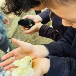 🐥 Bahçemizde Civciv Neşesi! 🌿🌞
