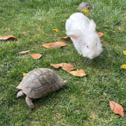 Tavşan ile Kaplumbağa Hikayesi Canlanıyor 🐇🐢