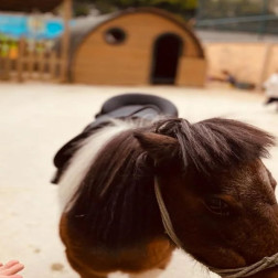 🐴 Binicilik Etkinliği