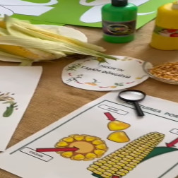 Mısırın Yaşam Döngüsü 🌽