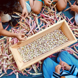 Doğadan Sofraya: Minik Ellerle Hasat Zamanı 🌱🌾