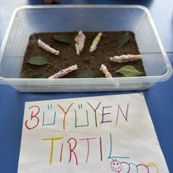 Büyüyen Tırtıl Deneyi
