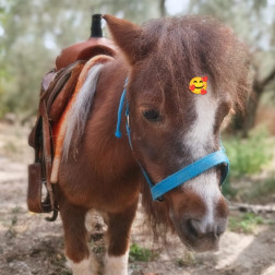 🐴 Midilli Etkinliği ile Doğayla Buluşma