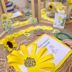 Ayçiçeğinin Yaşam Döngüsü