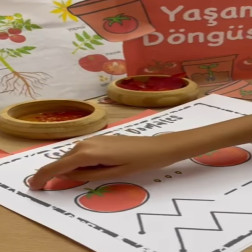Doğanın Döngüsünü Öğreniyoruz! 🍅