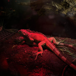 Hayvanat Bahçesi Gezi Etkinliğimiz!