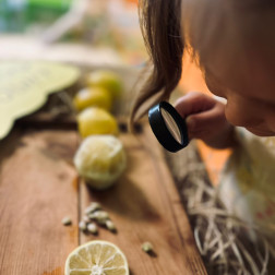 🍋🌱 Limon Ekolojisi Etkinliğimiz!