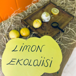 🍋🌱 Limon Ekolojisi Etkinliğimiz!