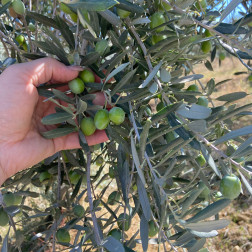 🌿 Zeytinlerimizi Hazırlıyoruz!