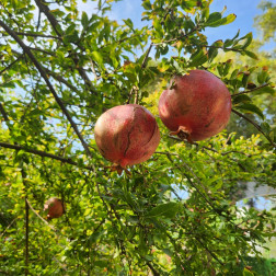 🍎 Bahçemizdeki Narları Topladık!