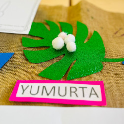 Kelebeğin Yaşam Döngüsü