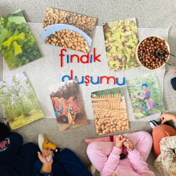 Fındığın Yolculuğu
