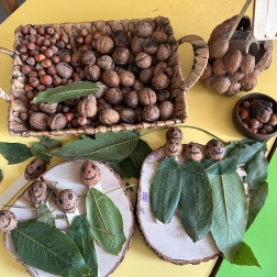 🌰 Multibem Etkinliğimiz: Cevizi İnceliyoruz! 🔍