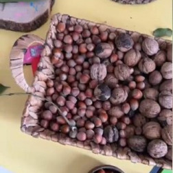 🌰 Multibem Etkinliğimiz: Cevizi İnceliyoruz! 🔍