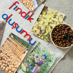 Fındık Oluşumu Etkinliğimiz!