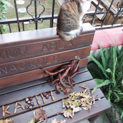 Doğanın Harfleriyle “KASIM” 🍂✨