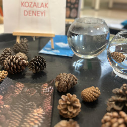 Kozalak Deneyi ile Doğayı Keşfediyoruz 🌲💧