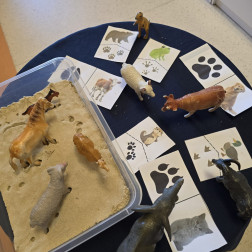 ✨ Hayvan İzleriyle Bilim ve Gözlem!